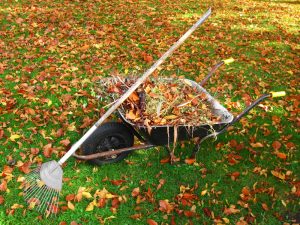Leaves and dead branches being collected in a wheelbarrow