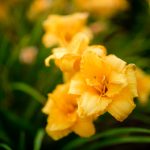 A yellow flower with a blurry background