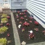 A newly mulched area with landscaped plants