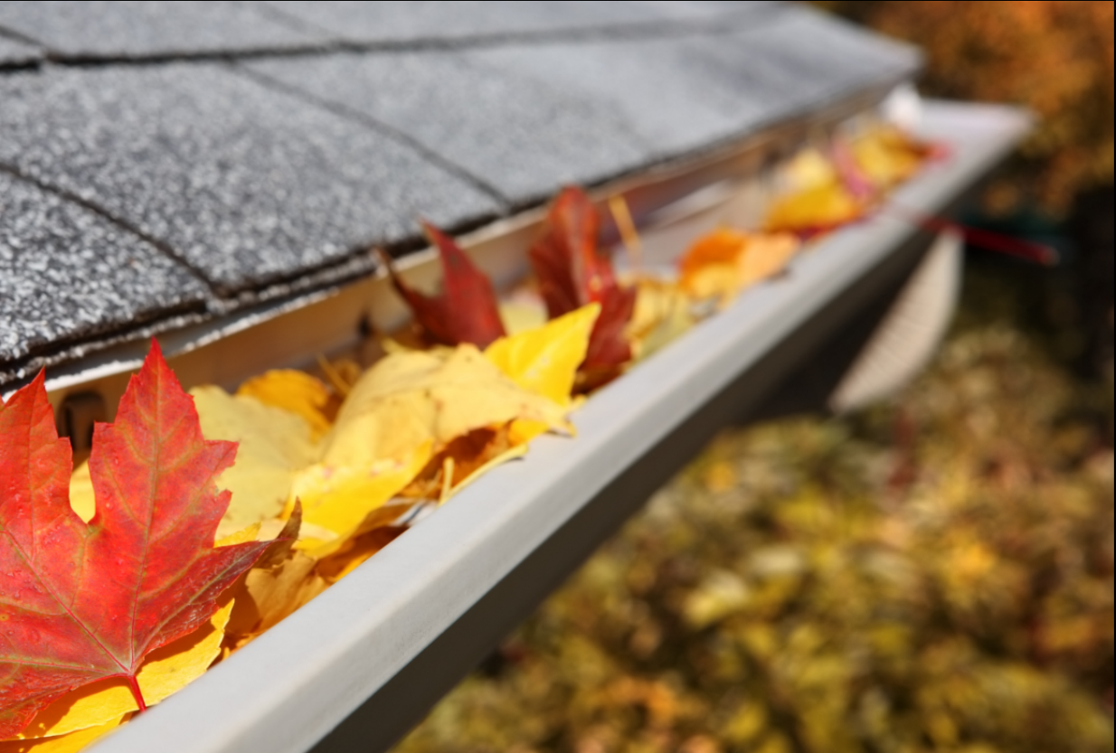 Orange and red leaves in gutter
