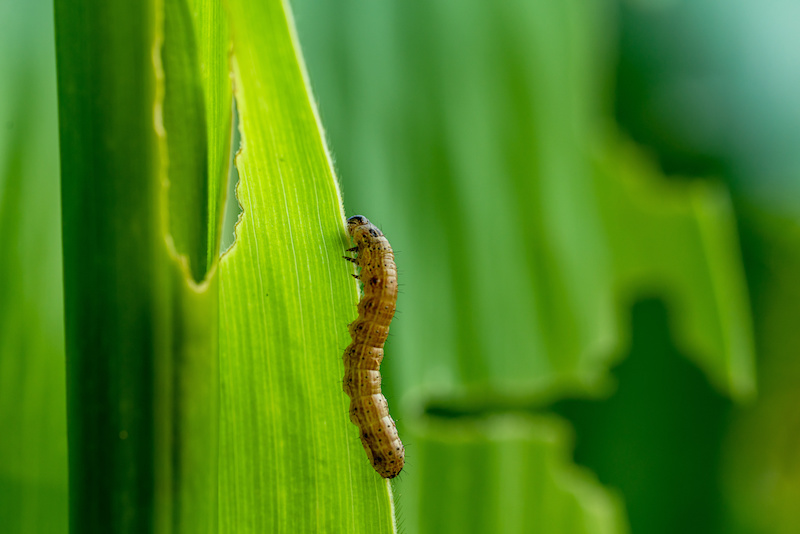 Armyworm on a green leaf