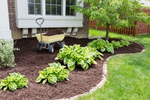 Yard lawnscape with mulch and plants