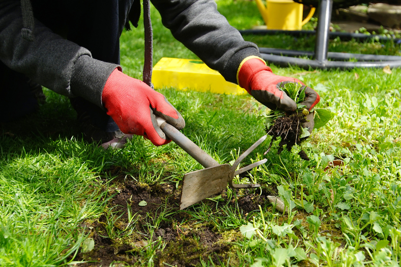 Person with gardening gloves pulling weeds