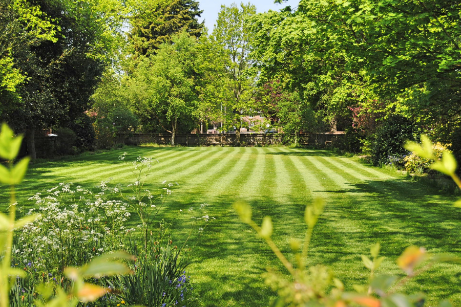 Mowed lawn and backyard