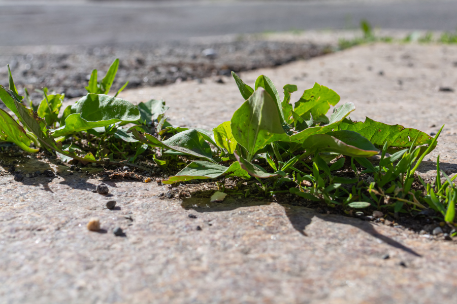 Weeds in a sidewalk crack