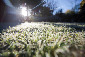 Winter frost on grass