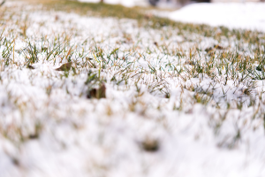 grass covered with snow