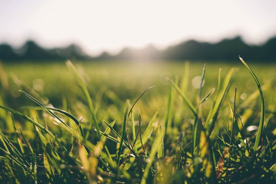 Lawn Care Services in Delaware