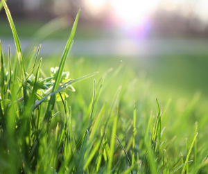 Perfect lawn with sunshine