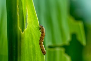 Armyworm on a green leaf