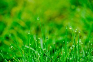 Dew on grass