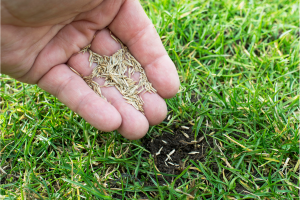 Hand planting grass seeds