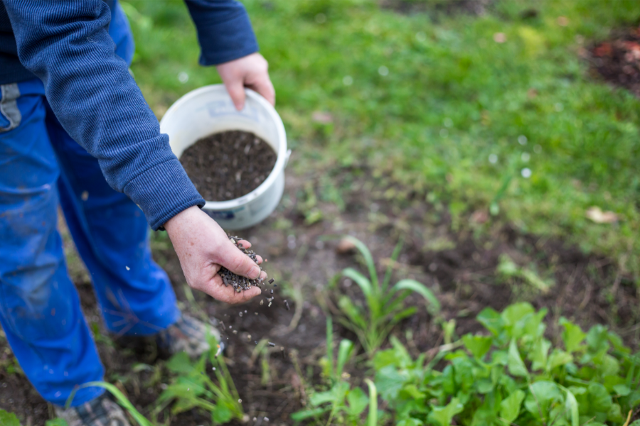 Healthy Lawns Begin in March: Annual Fertilization Packages Start Now Putting fertilizer over grass and plants