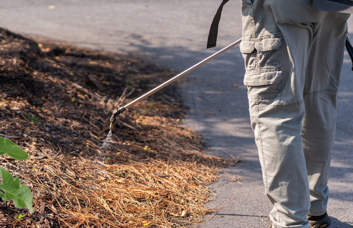 Spraying weed control solution