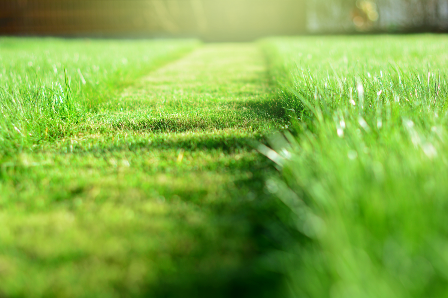 Mowed grass