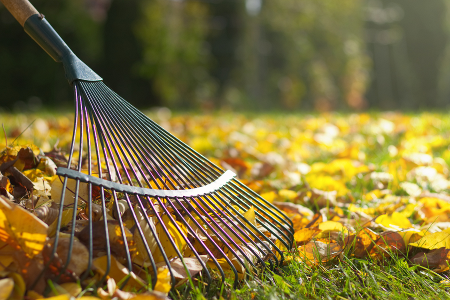 Raking yellow fall leaves
