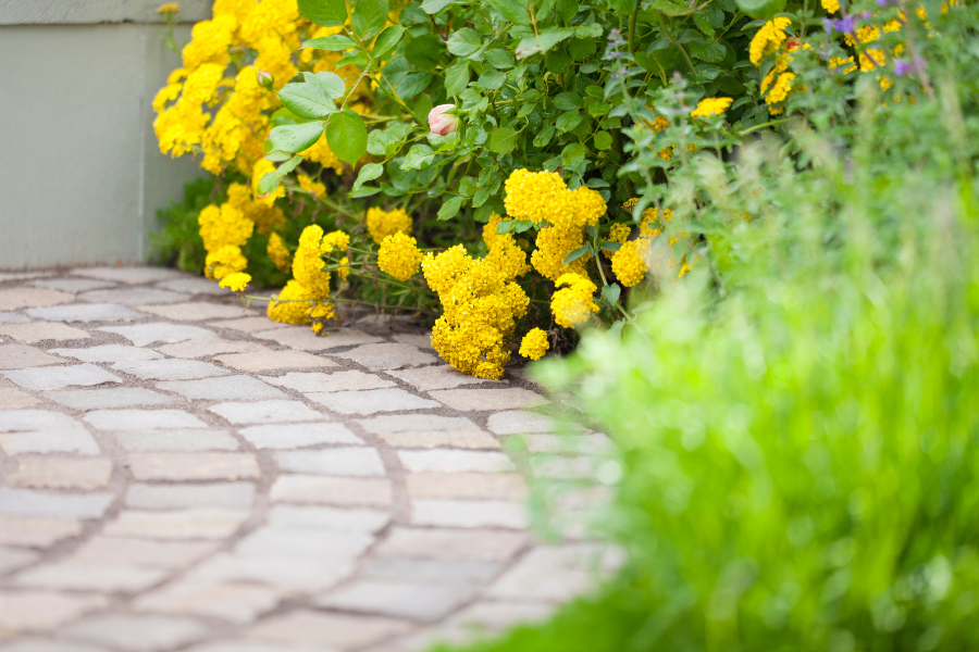 stone walkway with yellow flowers